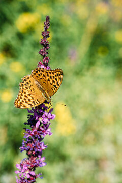 Spotted butterfly perching on purple loosestrife (Lythrum salicaria)