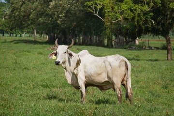 cattle, cow, cows, bull, bulls, animals, farm, nature, green, grass, cow horns