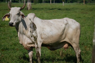 cattle, cow, cows, bull, bulls, animals, farm, nature, green, grass, cow horns
