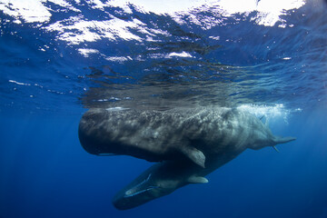 Sperm whale near the surface. Group of whales. Snorkeling with the whales. Marine life in Indian ocean. 