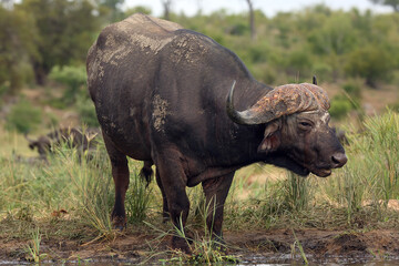 Obraz premium The African buffalo or Cape buffalo (Syncerus caffer) on the banks of the waterhole. Big old black buffalo by the water with a green background.