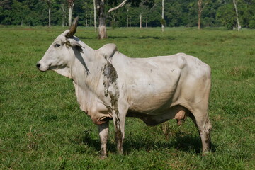 cattle, cow, cows, bull, bulls, animals, farm, nature, green, grass, cow horns
