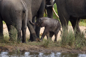 The African bush elephant (Loxodonta africana) baby elephant among legs between his mother and aunts