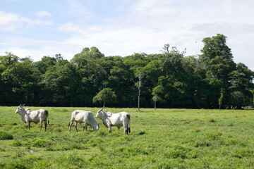 Fototapeta na wymiar cattle, cow, cows, bull, bulls, animals, farm, nature, green, grass, cow horns