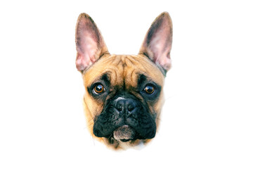 Head dog french bulldog closeup Isolated on white background. Portrait of animal, dog