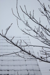 snow covered branches