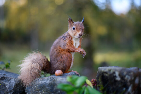Close-up portrait of squirrel standing by nut on rock