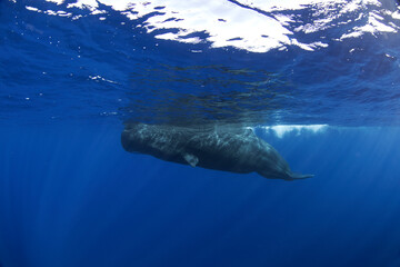 Sperm whale near the surface. Group of whales. Snorkeling with the whales. Marine life in Indian ocean. 