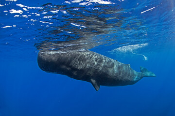 Sperm whale near the surface. Group of whales. Snorkeling with the whales. Marine life in Indian ocean.  © prochym