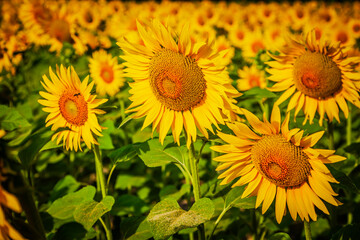 Huge field of blooming sunflowers in Provence, France