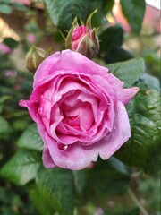 pink rose with drops