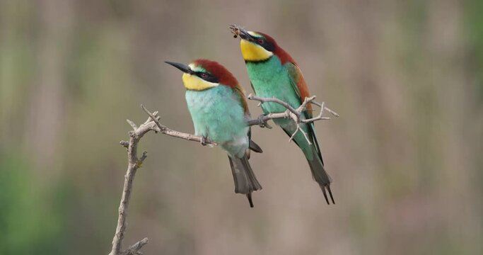 Couple of european bee-eaters, merops apiaster, landing on a twig with a bee in beak and eating it. Two colorful birds sitting down close together on a twig and feeding.