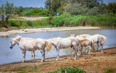 Fototapeta premium Famous horses of the Camargue, France