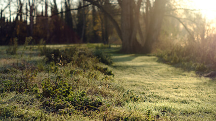 Frozen and humid green grass herbs on a forest landscape on a yellow winter sunrise