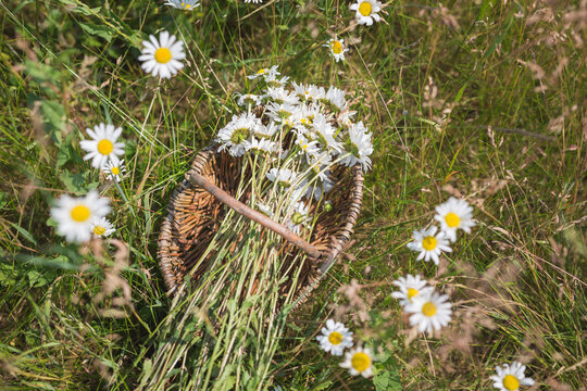 Basket full of freshly picked daisies