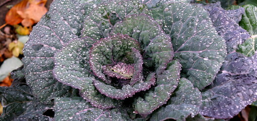 Purple cabbage close-up top view with dew drops on the leaves selective focus.