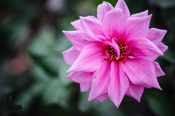 Obraz premium Pinnata dahlia in bloom. Pink dahlias on the field. decorative bud of dahlia close-up.