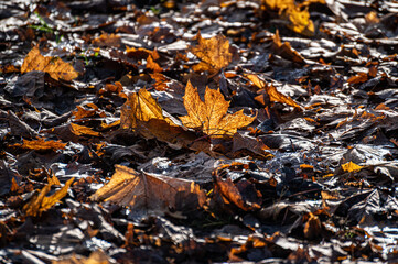 Autumn fallen yellow maple leaves in the park lie on the ground with backlight.