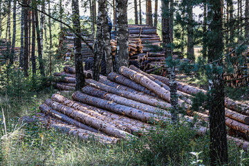 illegal logging. Piles of logs in the middle of the forest after cutting.