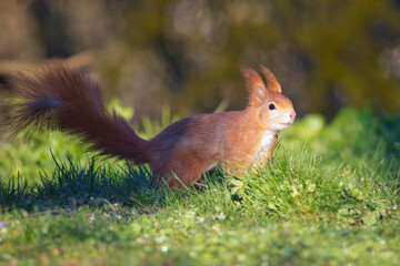Red squirrel in a garden in Baden-Württemberg, Germany