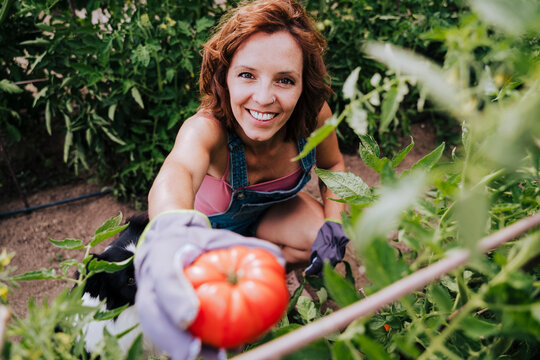 Smiling woman with border collie holding tomato while working in community garden