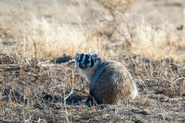 An American Badger (Taxidea taxus) on Prairie Grassland in Colorado
