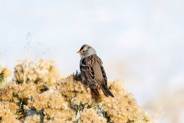 A Juvenile White-crowned Sparrow (Zonotrichia leucophrys) Perched on Thistle in Northern Colorado