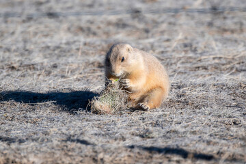 A Black-tailed Prairie Dog (Cynomys ludovicianus) at its Burrow Eating a Prickly Pear Cactus on...
