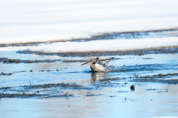 A Short-billed Dowitcher Bathing in a Lake with a Snowy Background During Migration Through Colorado