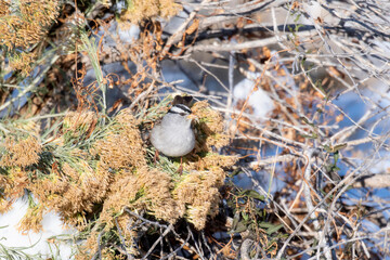 An Adult White-crowned Sparrow (Zonotrichia leucophrys) Perched on Thistle in Northern Colorado
