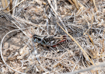 A Colorful Dawson's Grasshopper (Melanoplus dawsoni) Perched on Dried Vegetation in Colorado
