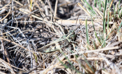 A Green and Black Kiowa Grasshopper (Trachyrhachys kiowa) Perched on Dried Vegetation in Colorado