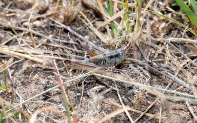 A Colorful Large-headed Grasshopper (Phoetaliotes nebrascensis) Perched on Dried Vegetation on the Grasslands of Colorado