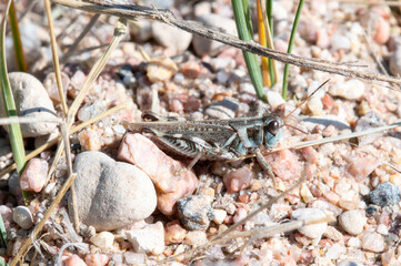 A Colorful Migratory Grasshopper (Melanoplus sanguinipes) Perched on Rocks in Colorado