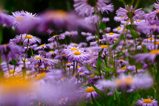 European Michaelmas daisies&not;&dagger;(Aster&not;&dagger;amellus)
