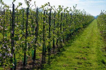 Rows with blossoming apple fruit trees in springtime in farm orchards, Betuwe, Netherlands