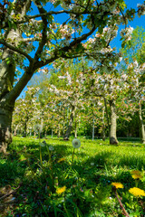 Rows with sour cherry kriek trees with white blossom in springtime in farm orchards, Betuwe, Netherlands