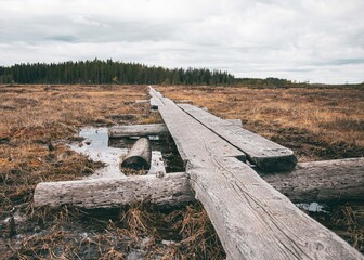 pikas puu long wood finland swamp