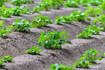 Young potato plants growing on farm field in springtime