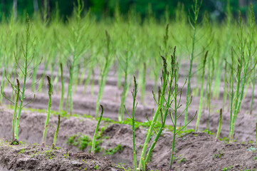 Early summer growth cycle of asparagus plant, fern development