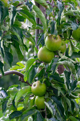 Green organic orchards with rows of apple trees with ripening fruits in summer