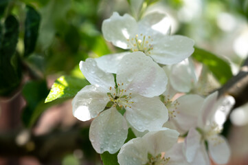 White blossom of apple tree close up