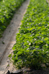 Cultivation of strawberry fruits using the plasticulture method, plants growing on plastic mulch in walk-in greenhouse tunnels