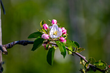 Pink blossom of apple fruit trees in springtime in farm orchards, Betuwe, Netherlands, close up