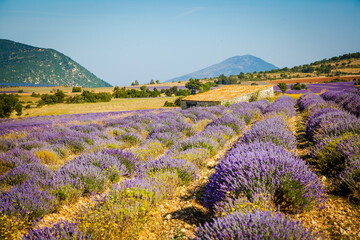 Fototapeta na wymiar Old borie, shepherd hut in a blooming lavender field in Provence, France