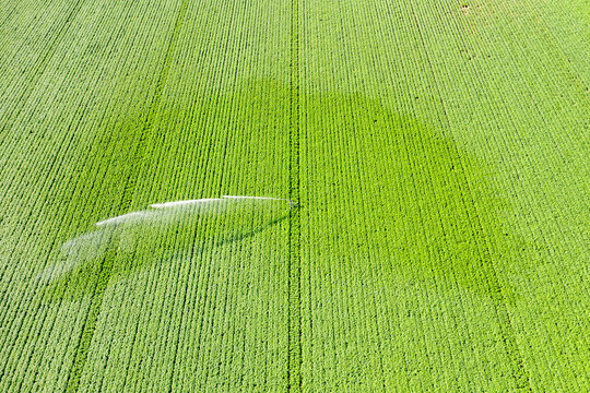 Aerial view of sprinkler watering vast potato field in summer