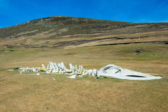 UK, Falkland Islands, Old whale skeleton lying on Carcass Island