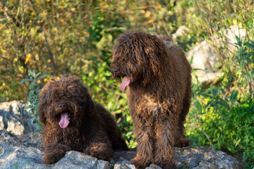 perro de agua español
