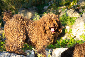 perro de agua español
