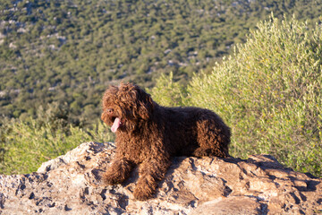 perro de agua español
